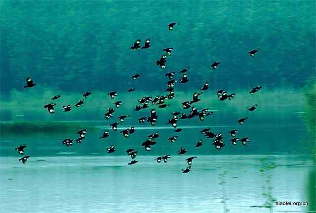 飞鸟之死：义无反顾的迁徙