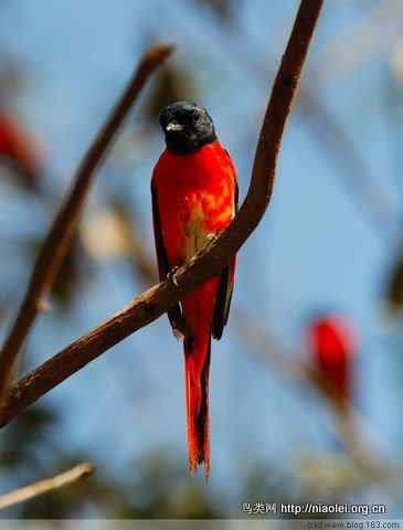五彩缤纷的山椒鸟