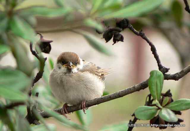 秋天里的小麻雀