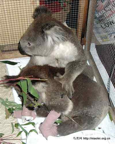 ubuntu各大发行版的动物代号