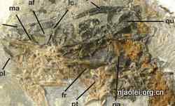 原始热河鸟 吃种子的鸟