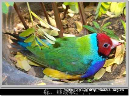 七彩文鸟装死逃生