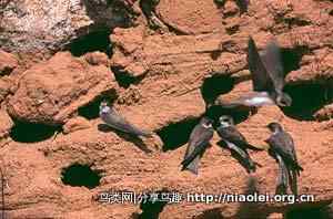 崖沙燕——崖洞建筑师