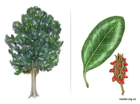 美国50州的州徽、州花、州树、州鸟(上)