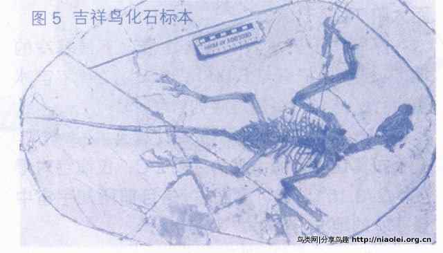 鸟类起源之争:恐龙起源说