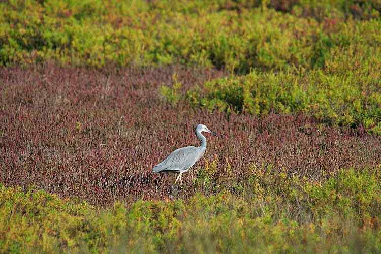 在澳洲拍鸟：白脸鹭