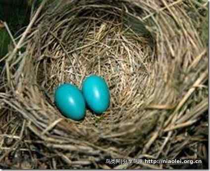 伟大的啼血母爱：斑姬鹟