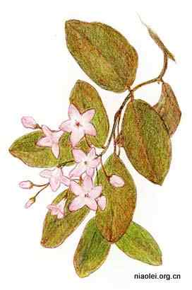 美国50州的州徽、州花、州树、州鸟(上)