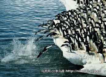 史上最全的企鹅知识