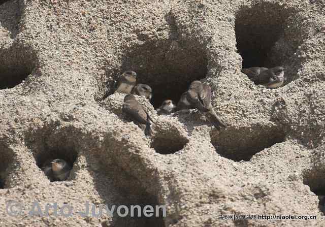 崖沙燕——崖洞建筑师