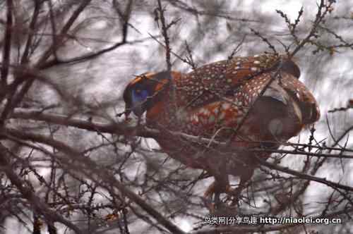 角先生——红腹角雉