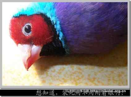 七彩文鸟装死逃生