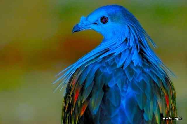 美国50州的州徽、州花、州树、州鸟(下)