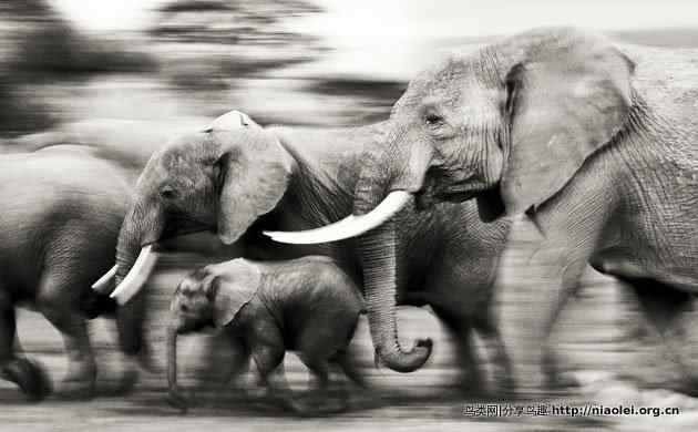 索尼世界摄影大赛之动物篇