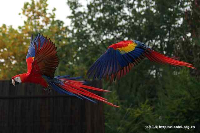 Picture talk 10:这是什么鹦鹉？