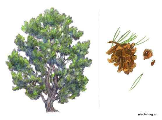 美国50州的州徽、州花、州树、州鸟(下)