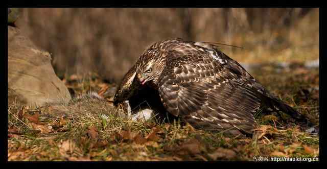 [组图]苍鹰吃松鼠吃兔子