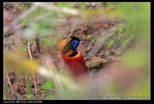 角先生——红腹角雉