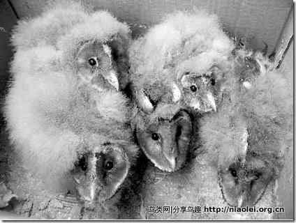 面如猴脸：短耳鸮