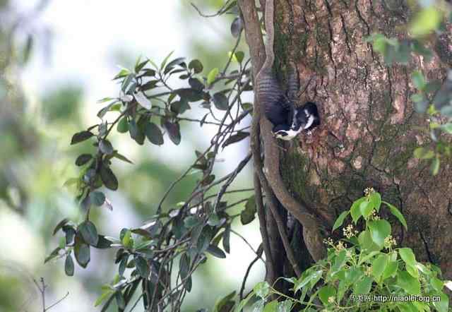 世界上最小的猛禽 白腿小隼