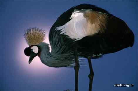 冠毛鹤壁纸