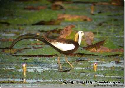 寻觅凌波仙子纪实