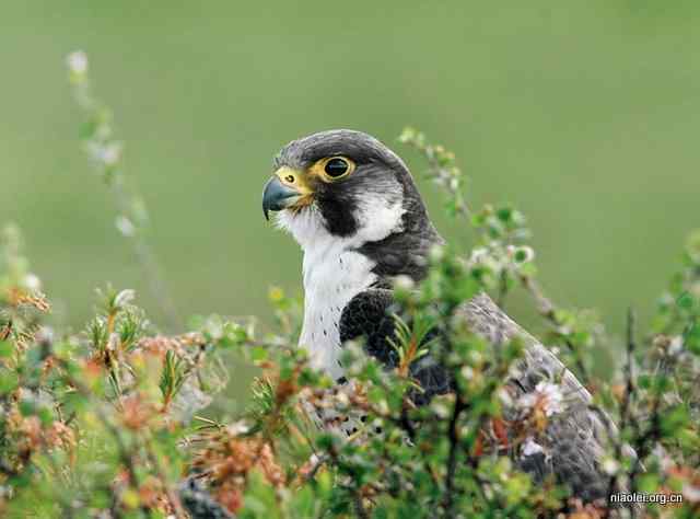 游隼 我在丛中笑