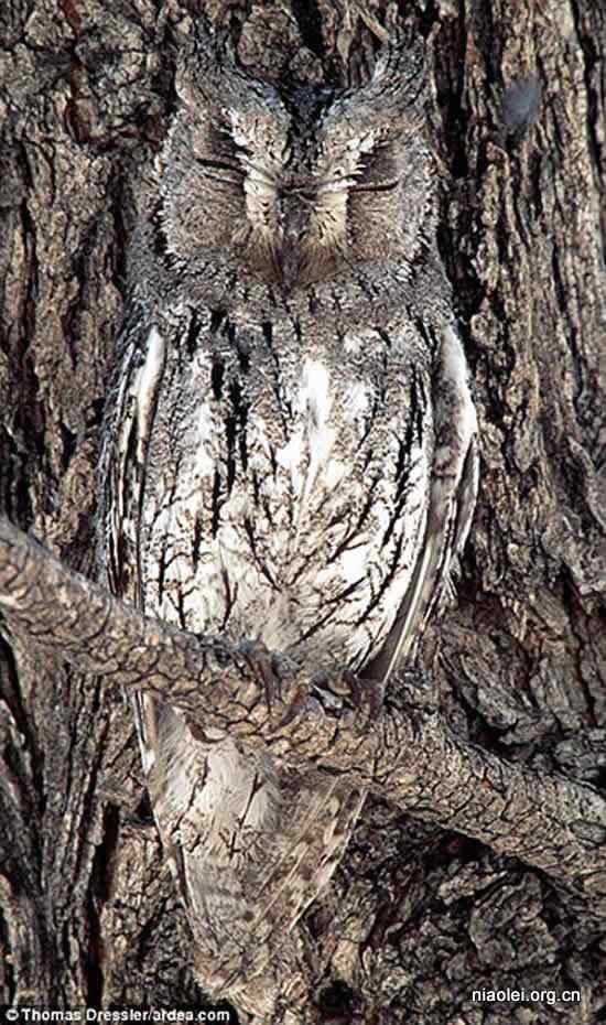 非洲耳鸟领角鸮 伪装成树皮