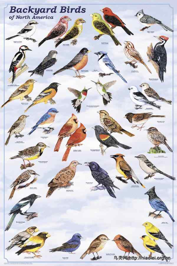 彩色鸟类图谱欣赏
