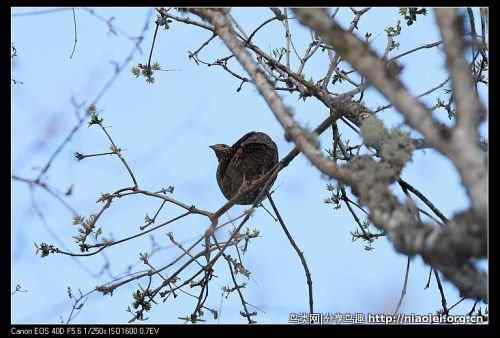 角先生——红腹角雉