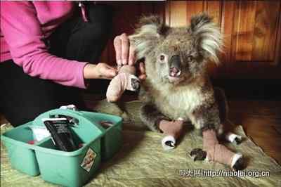 ubuntu各大发行版的动物代号