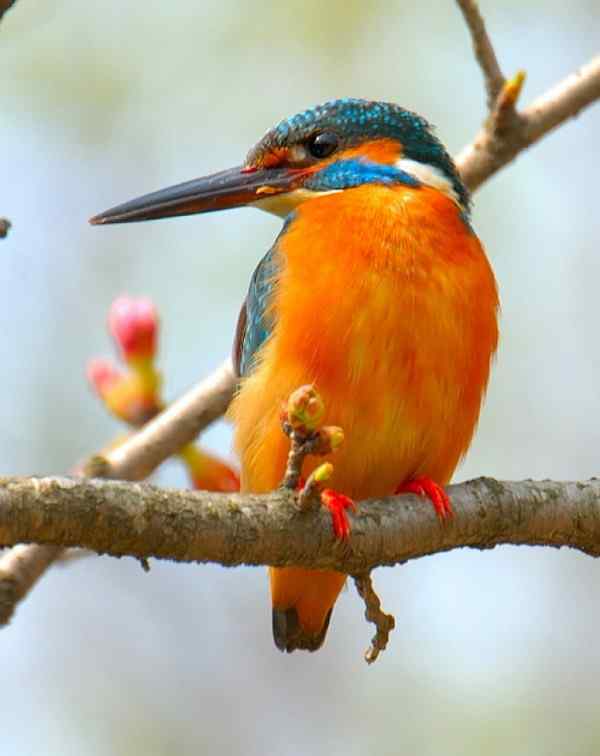 普通翠鸟守望家园