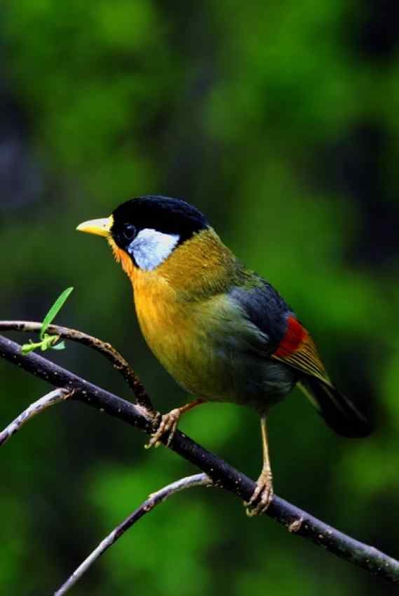 银耳相思鸟 Silver eared Mesia