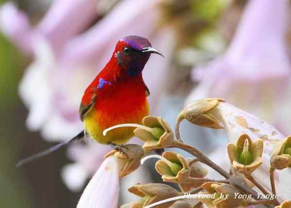 蓝喉太阳鸟恋花