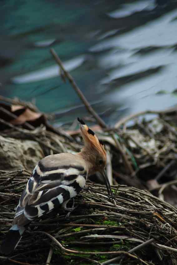 水边戴胜 益鸟哦