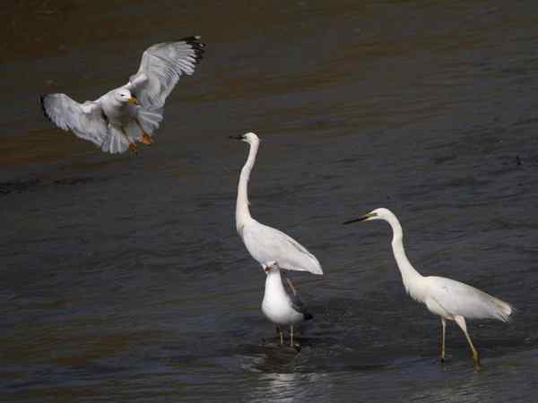 银鸥和大白鹭传讯