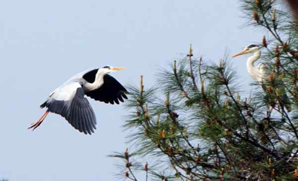 一只苍鹭的故事