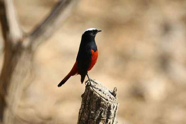 小绅士 白顶溪鸲