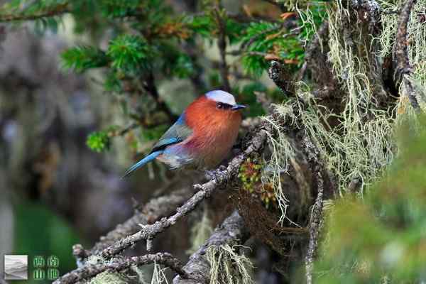 五彩精灵凤头雀莺 花彩雀莺相比失色