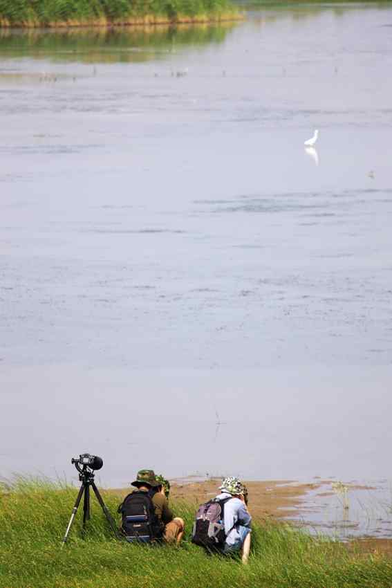 湿地精灵 黄嘴白鹭