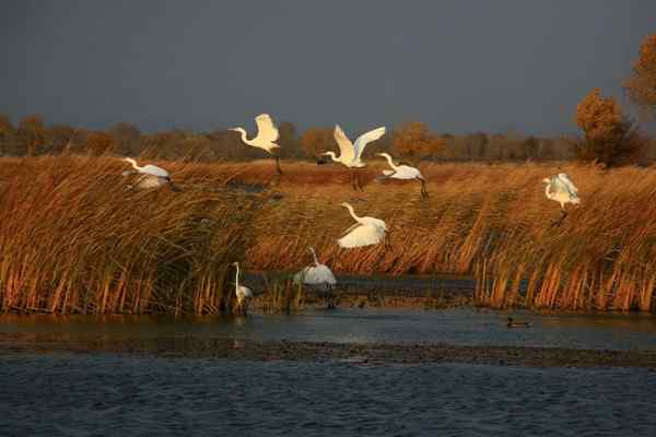 白鹭风之舞 新疆阿勒泰