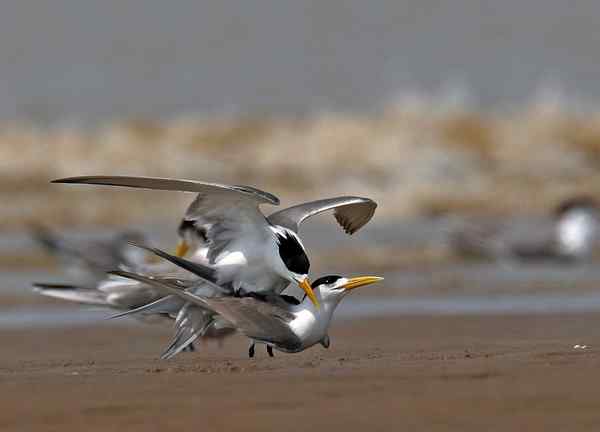 大凤头燕鸥 福州