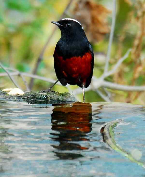 白顶溪鸲 在水一方