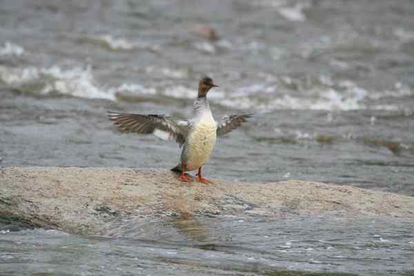 中华秋沙鸭Scaly sided Merganser