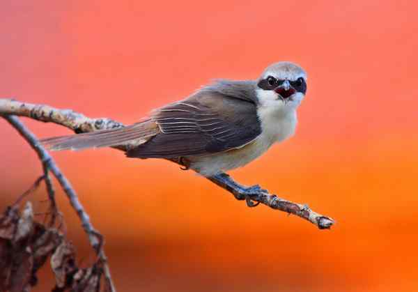 红尾伯劳 内蒙达里诺尔