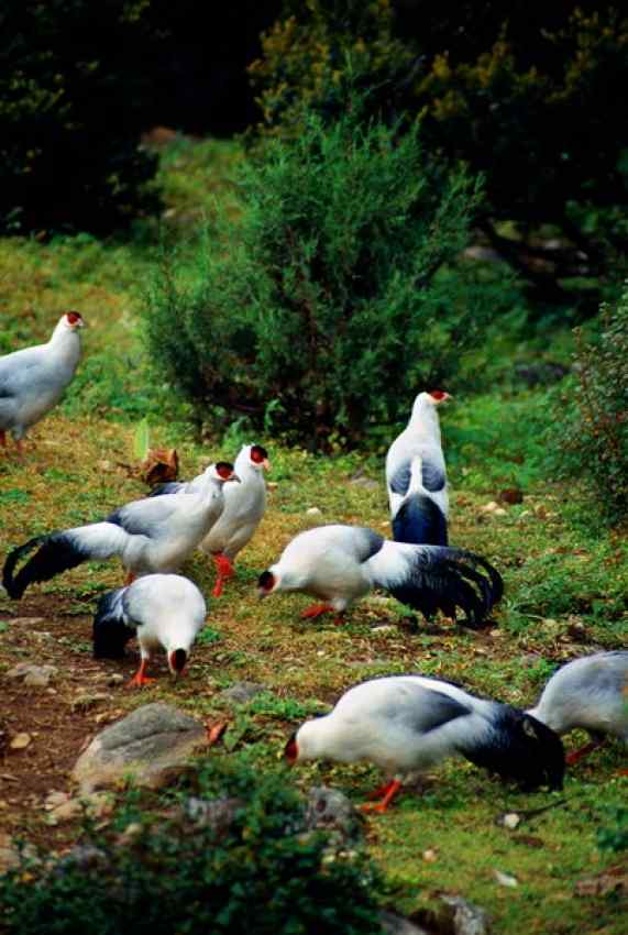 白马鸡 White Eared Pheasant