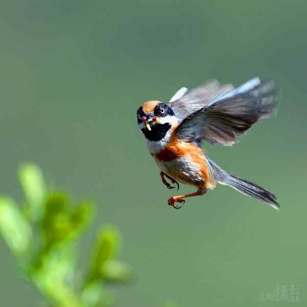佐罗再现！ 红头长尾山雀