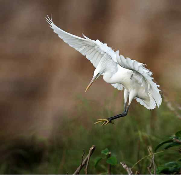湿地精灵 黄嘴白鹭