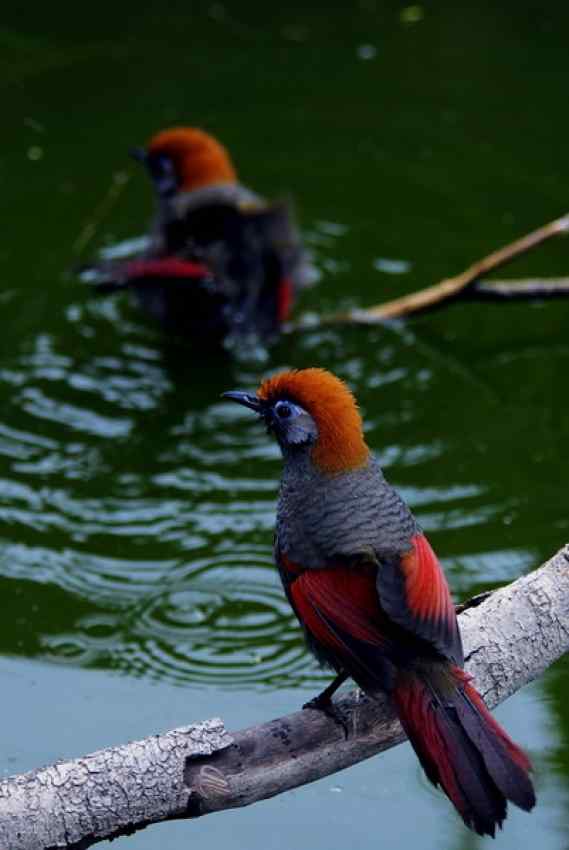 红头噪鹛 中国云南