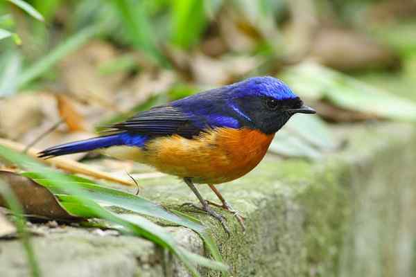 漂亮的迁徙的鸟儿——棕腹大仙鹟